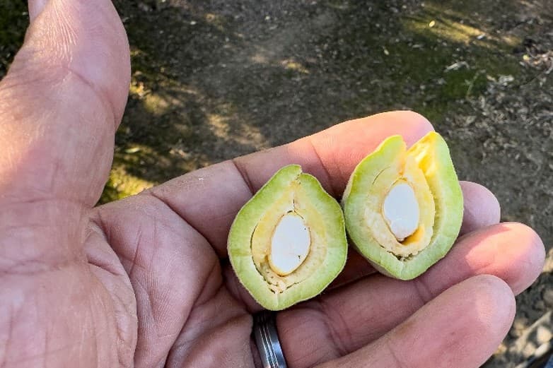 A hand holds a green almond cut in half, revealing the thick outer hull, inner shell, and developing kernel.