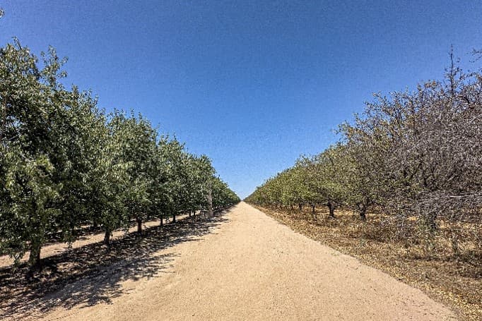 A dirt road separates a lush green almond orchard from a neighboring orchard with sparse, brown foliage under a clear blue sky.