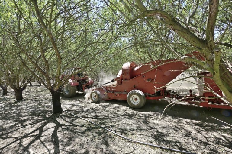 Red harvesting equipment moves through an almond orchard, collecting nuts from beneath the trees as dust rises from the dry ground.