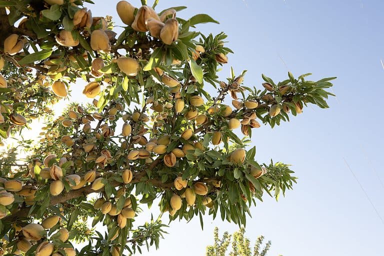 Almond-laden branches show mature fruit with tan hulls splitting open to reveal the shells beneath against a clear blue sky.