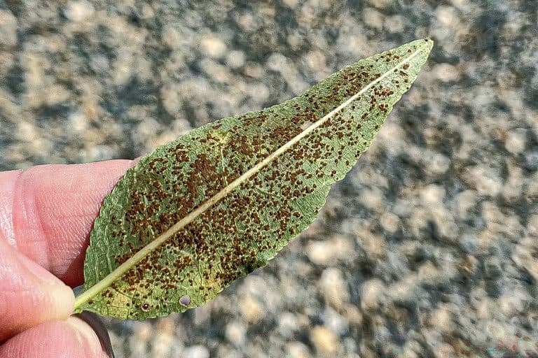 Close-up of the underside of an almond leaf covered with numerous small brown rust spots, held between a person’s fingers.