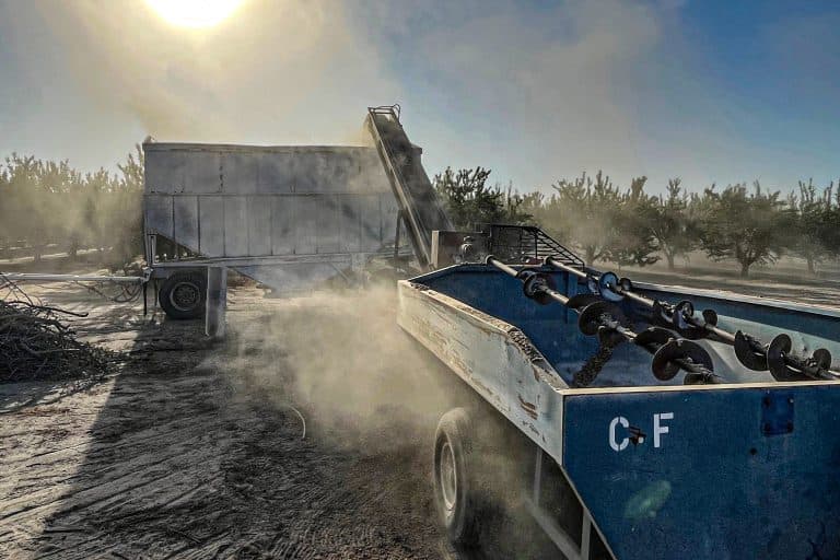 Harvest equipment transfers almonds into a large trailer in a dusty orchard under bright sunlight.