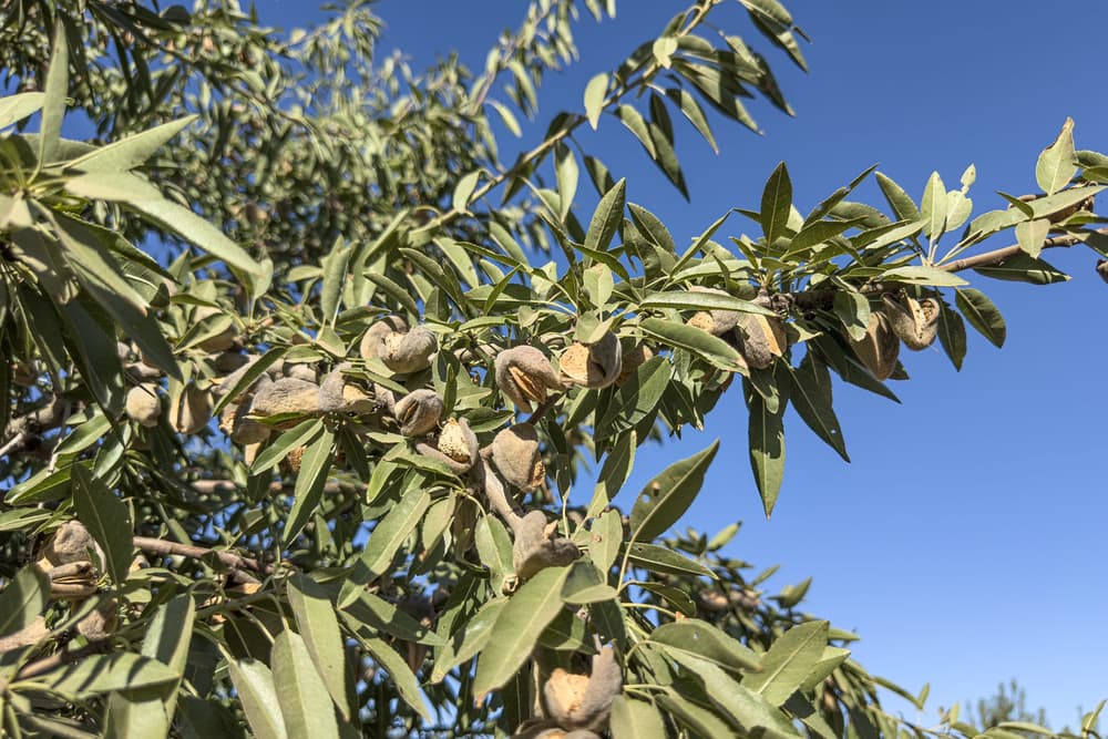 Almond tree branches carry clusters of mature almonds with fuzzy gray-brown hulls splitting open among green leaves under a clear blue sky.