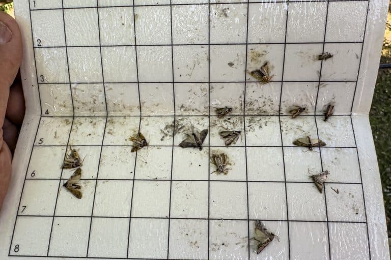 Open pheromone trap with a numbered grid showing several captured moths and insect debris on its sticky surface.
