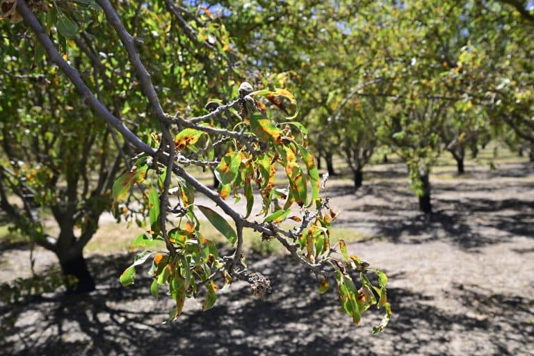 Almond branch with drooping leaves showing yellow, orange, and reddish-brown discoloration in an orchard.
