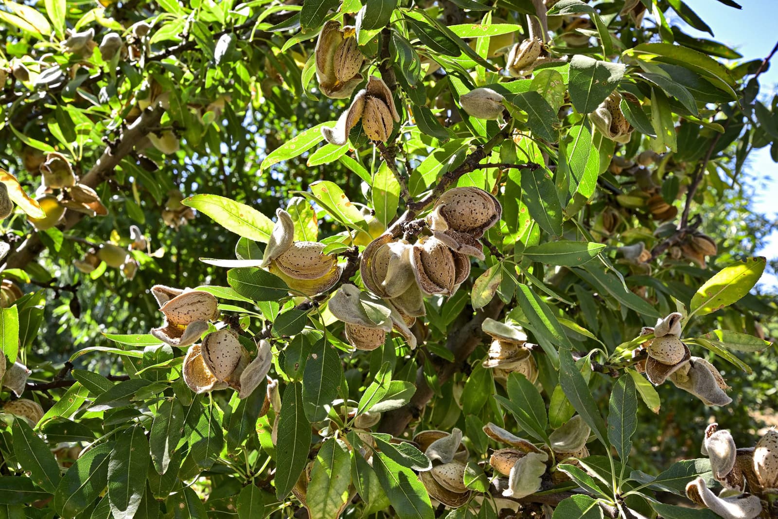 Sunlit almond tree branches filled with mature almonds whose fuzzy hulls have split open, exposing the shells among green leaves.