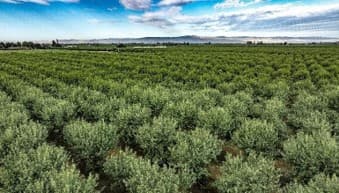 Wide view of rows of green almond trees stretching across an orchard beneath a bright blue, partly cloudy sky.