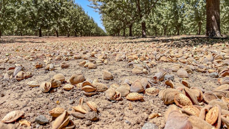 Nonpareil Drying in Colusa County