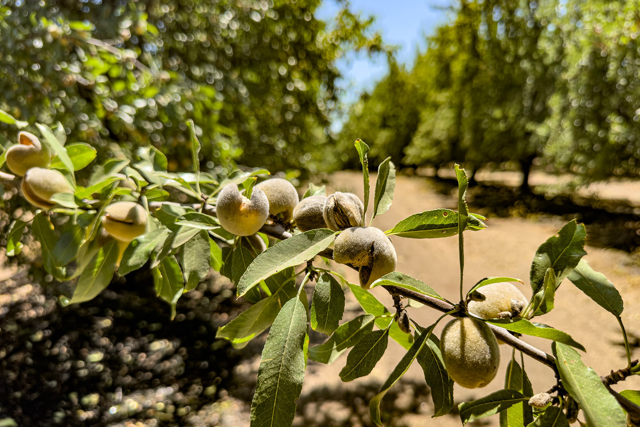Close-up of almonds growing on a tree branch in an orchard with a dirt path and more trees in the background under a bright sky.