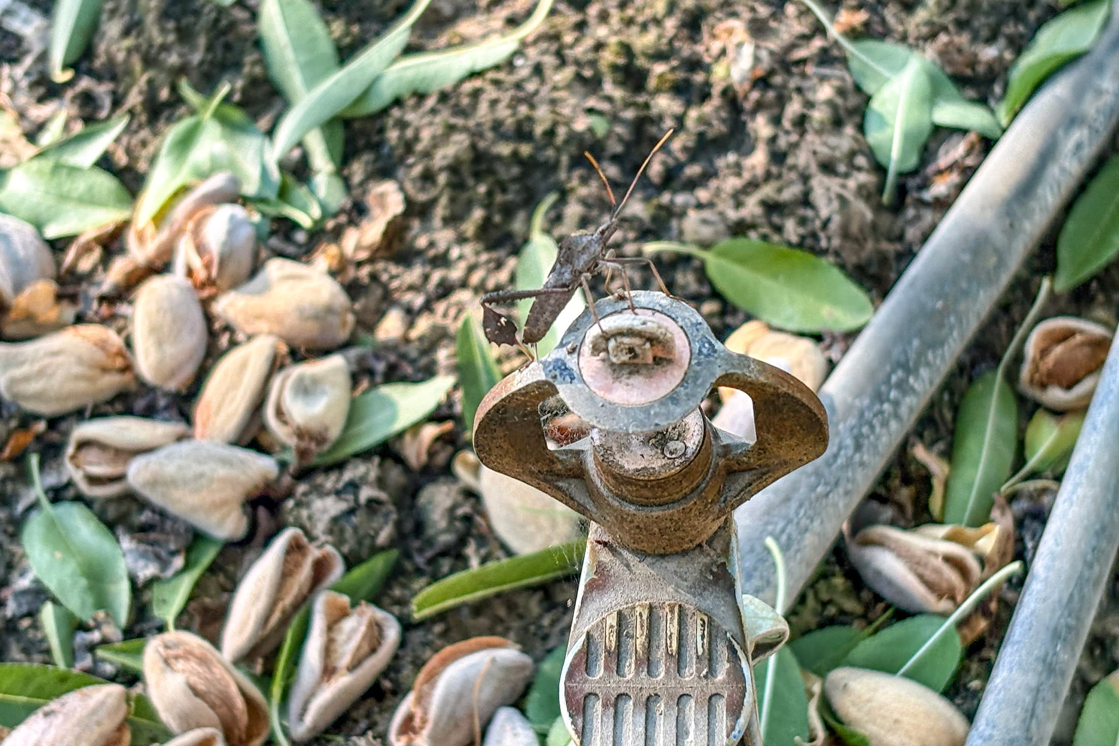 A grasshopper sits on the metal blades of a nutcracker tool, surrounded by cracked nutshells and scattered green leaves on the ground.