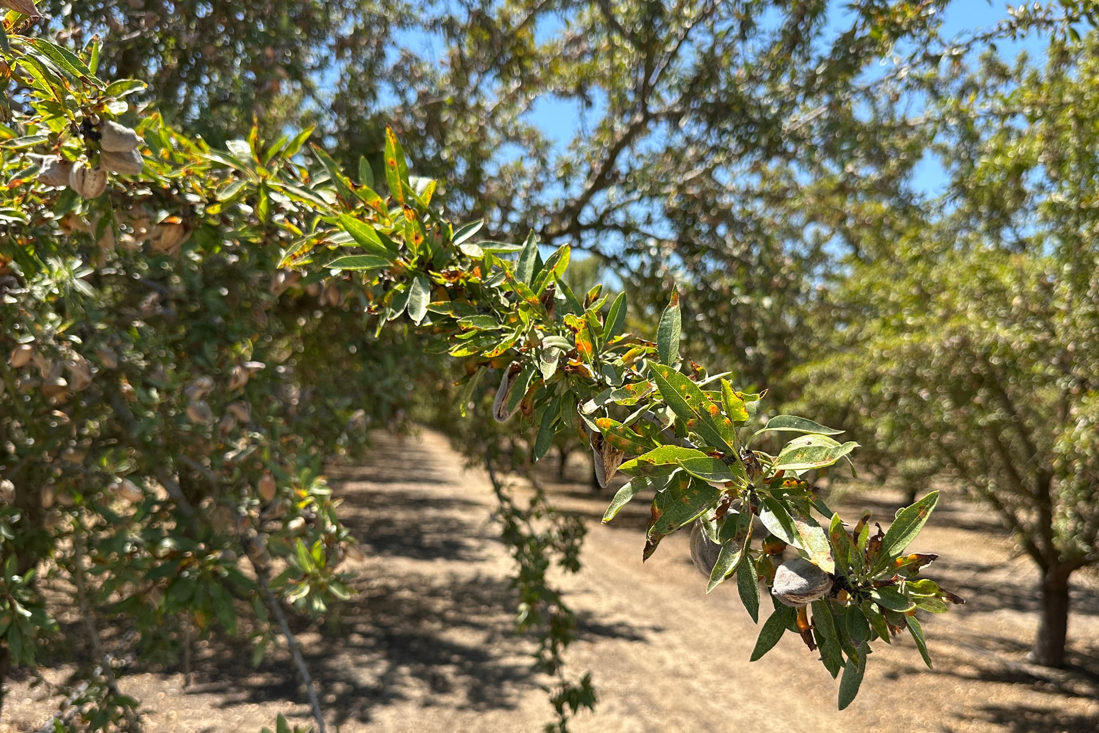A close-up of a tree branch with green leaves and nuts growing, in an orchard with similar trees under a sunny sky.