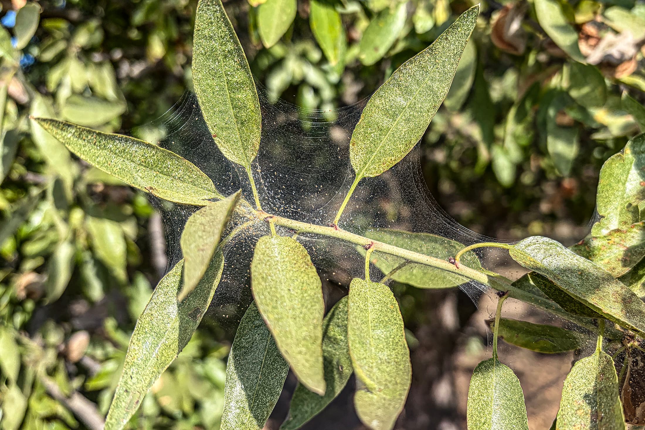Close-up of green leaves on a branch covered by a thin spider web, with sunlight highlighting the texture of the leaves and web.