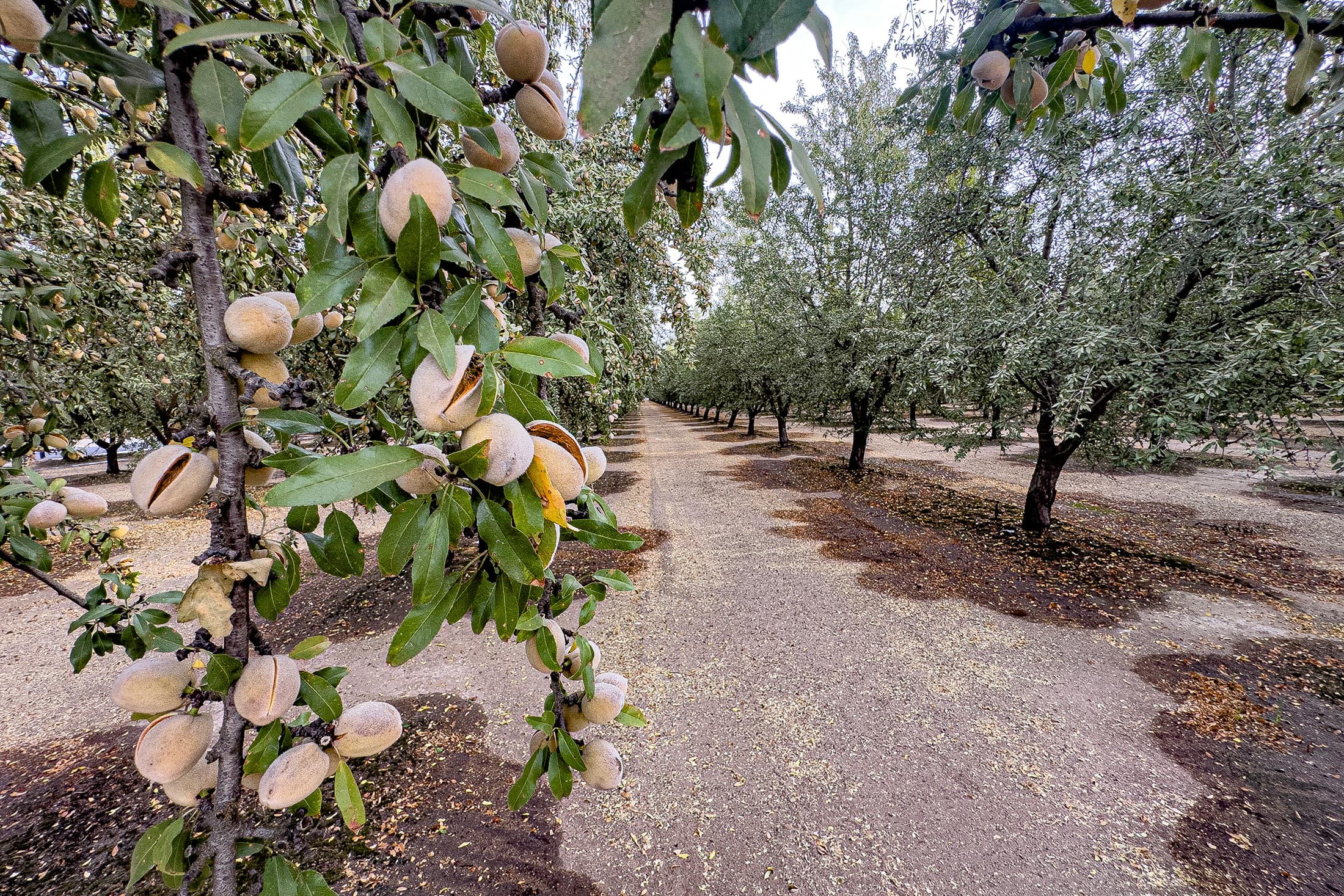 Rows of almond trees with clusters of almonds growing on branches, lining a dirt path in an orchard.