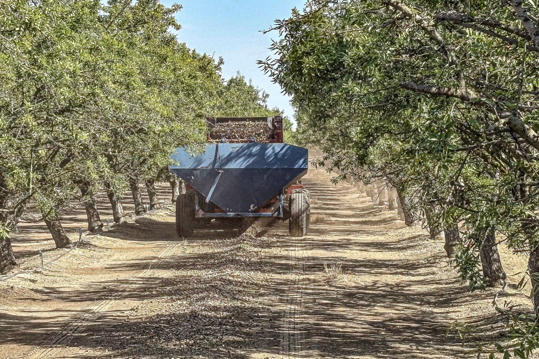 A blue agricultural machine harvests crops in an orchard, moving down a dirt path lined with trees on both sides under a clear sky.