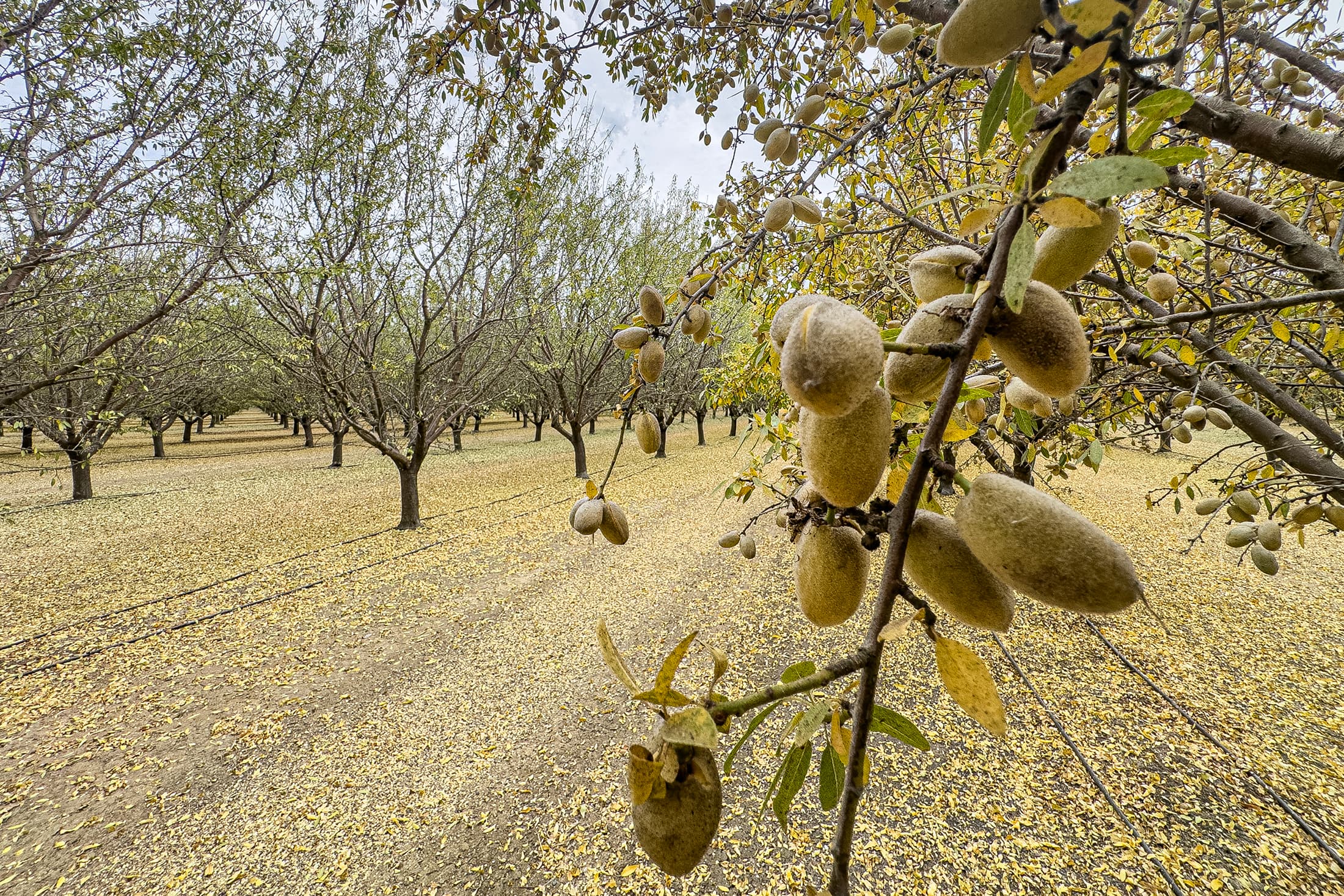 Close-up of almonds growing on a tree branch in an orchard, with rows of trees and yellow leaves covering the ground in the background.