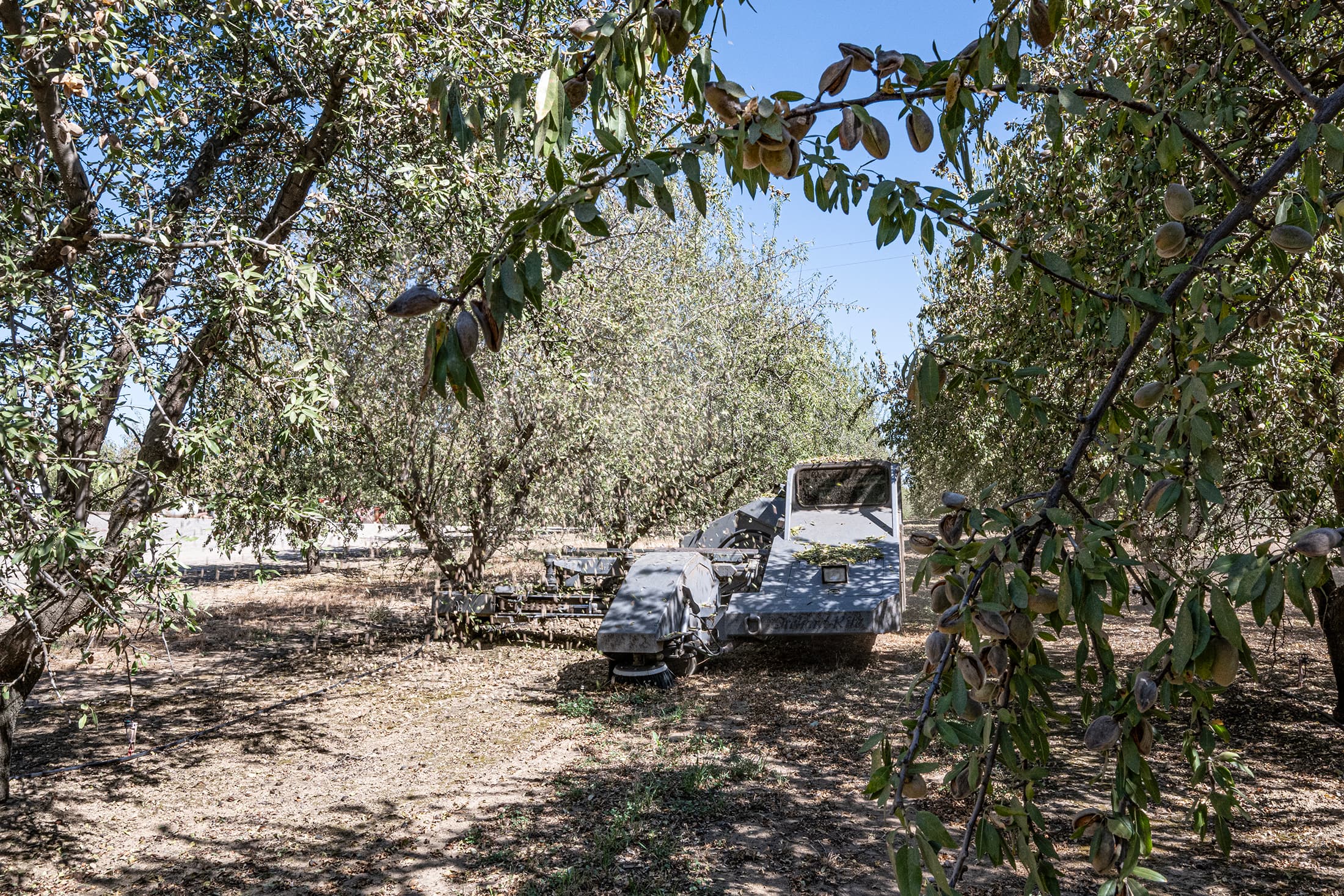 Shaking Nonpareil in Eastern Stanislaus County