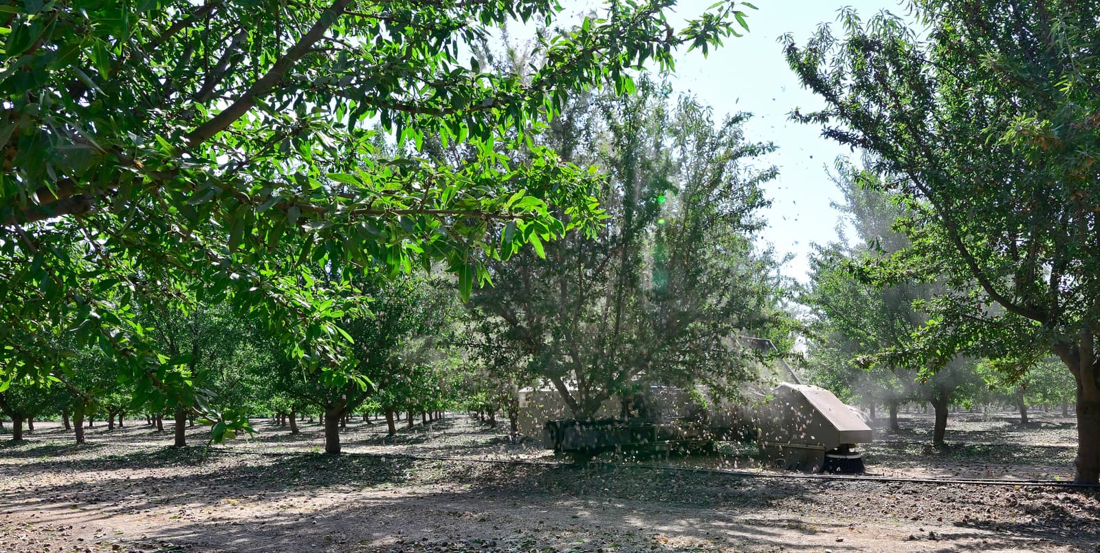 A tree shaker machine harvests nuts by shaking a tree in an orchard, causing nuts and leaves to fall to the ground.