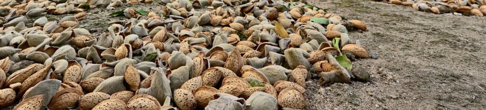 Almonds in shells are scattered and drying on the ground outdoors, with some leaves mixed among them.