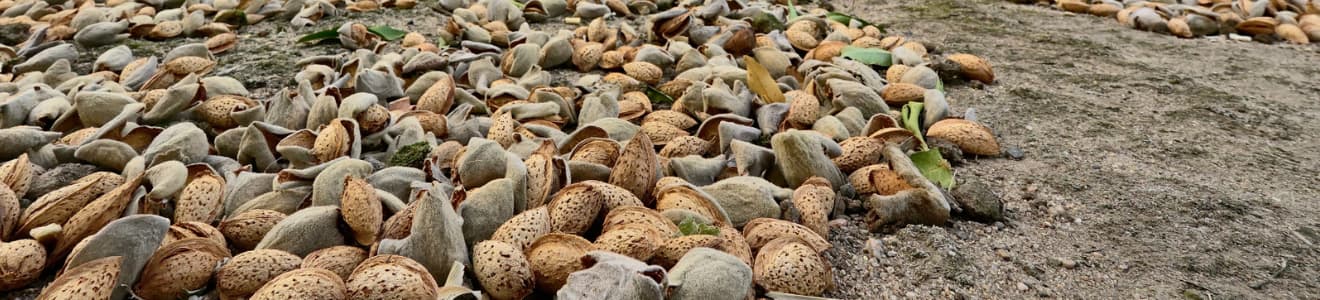 Almonds in shells are scattered and drying on the ground outdoors, with some leaves mixed among them.