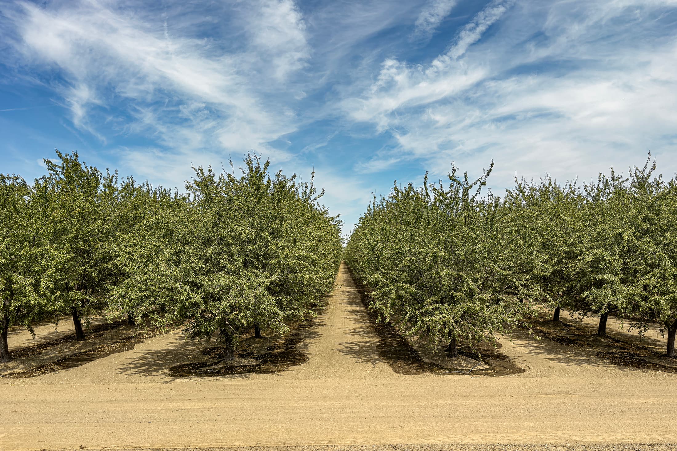 Post-Harvest Irrigation in a Healthy Colusa County Orchard