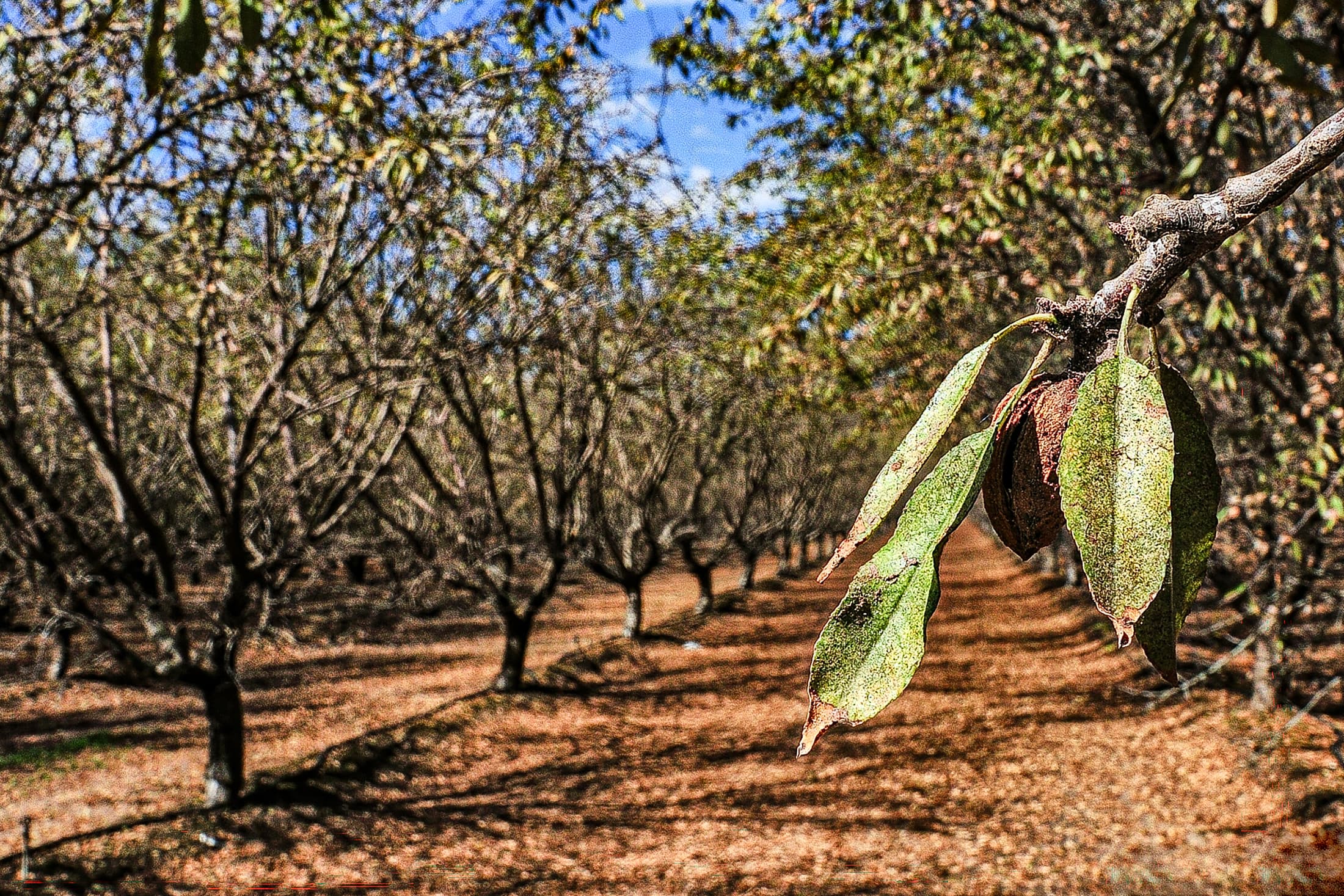 Heavy Mite Infestation and Defoliation in Stanislaus County