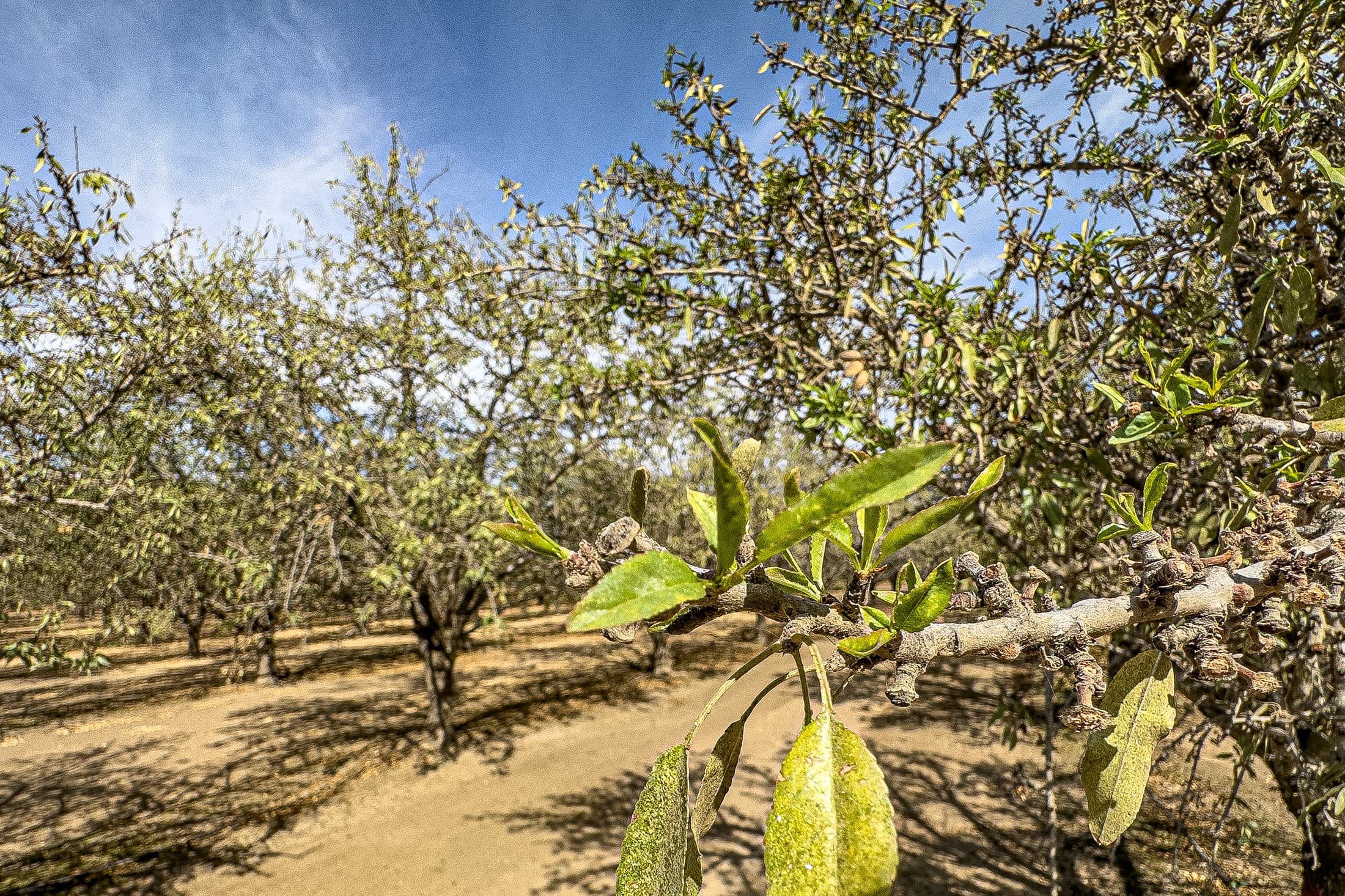 Defoliation Due to Mites and Regrowth in Colusa County