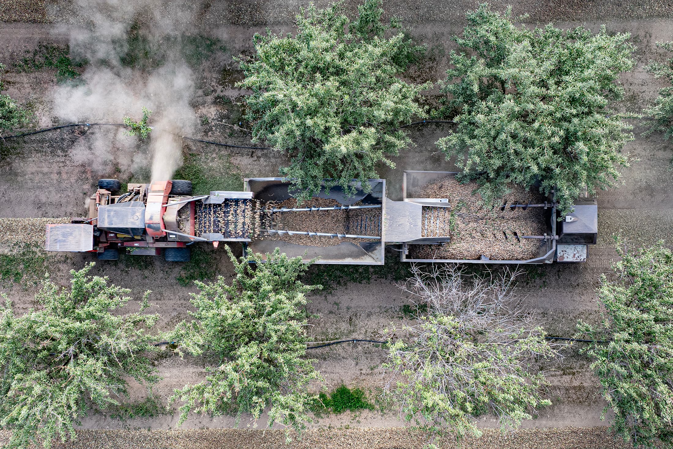 Harvesting the Crop in Eastern Stanislaus County