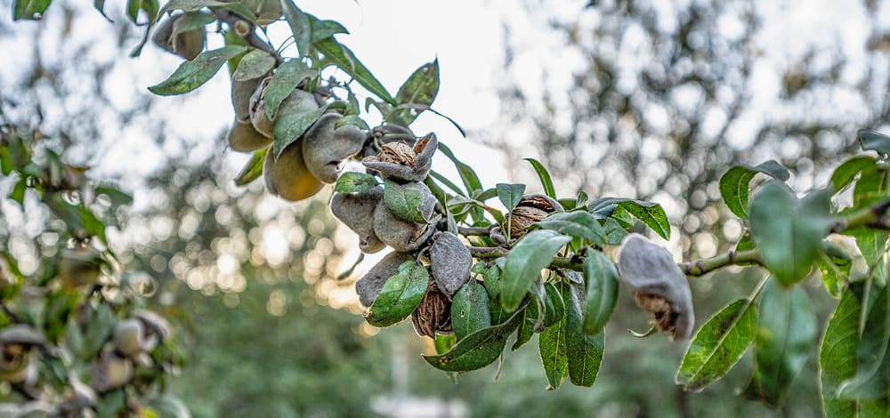 A branch of an almond tree with green leaves and drying almond hulls.