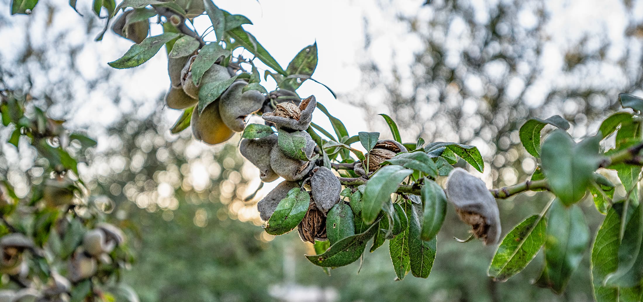 A branch of an almond tree with green leaves and drying almond hulls.