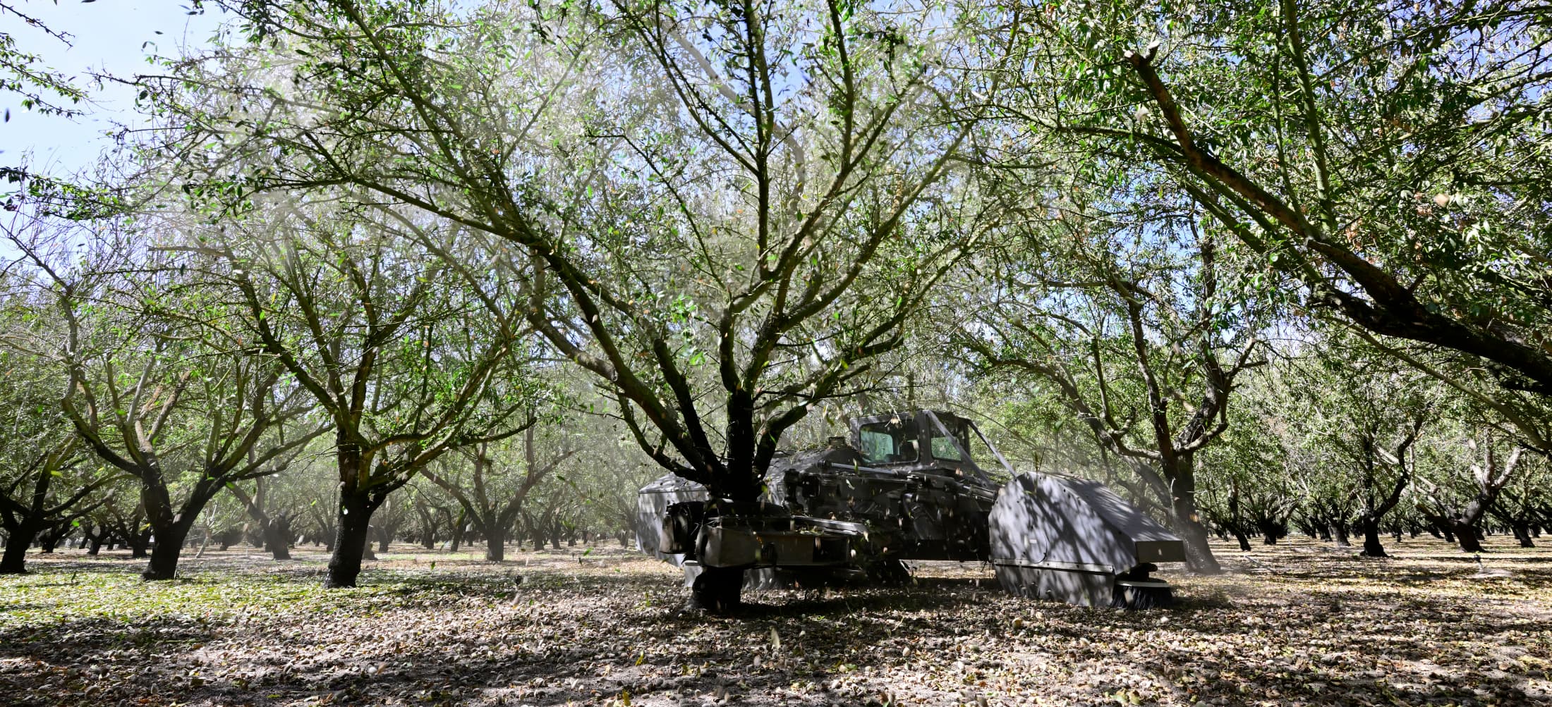 An orchard shaker machine harvesting nuts in Salida, CA.